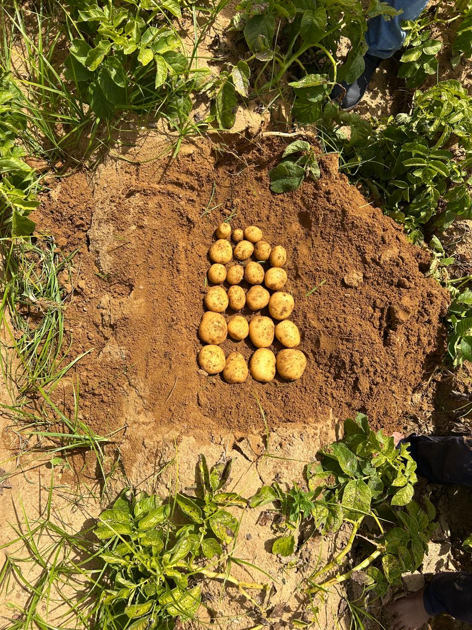 Fresh Potatoes